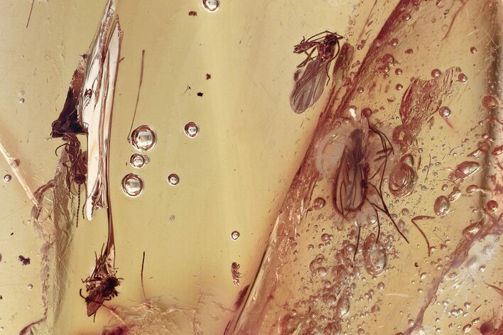 Fossil Dark-Winged Fungus Gnats and True Midge in Baltic Amber #357704